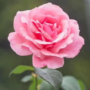 Meet your Posher, Madisyn